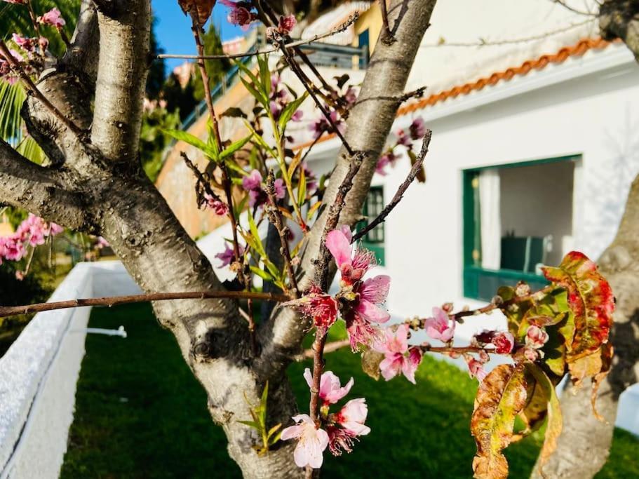 Vivienda Vacacional Con Vistas. Lejlighed Sauzal Eksteriør billede